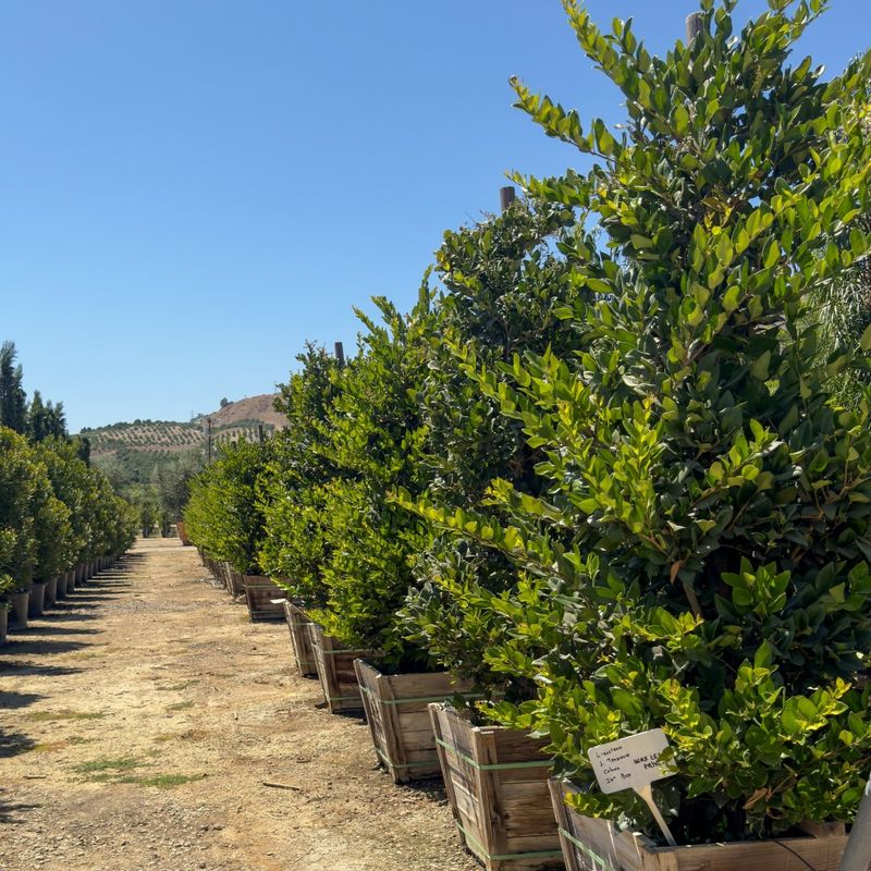 Privet