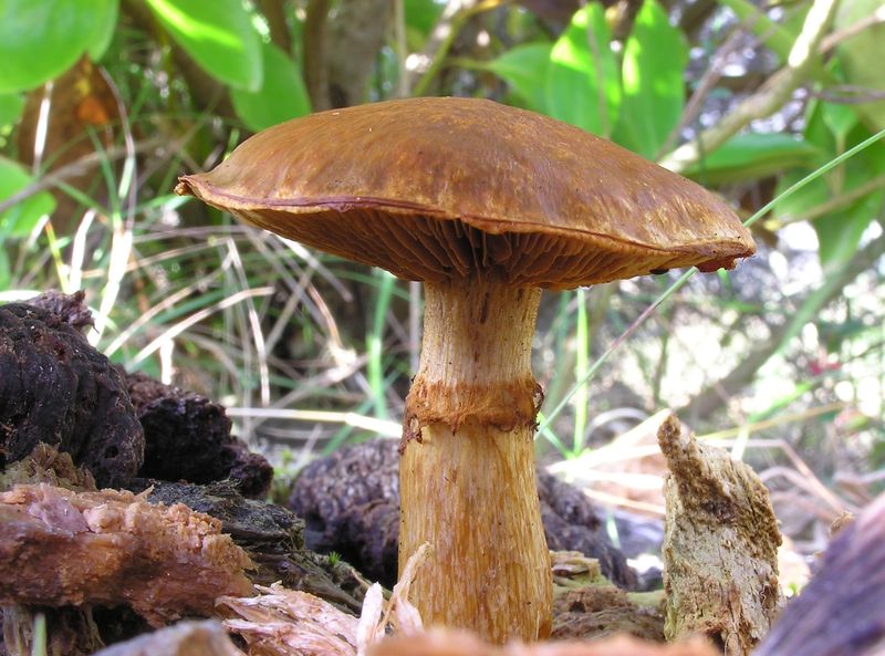 Vietnam's Laughing Mushroom