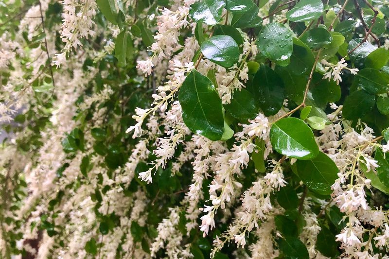 Privet Hedge: The Bird-Spread Barrier