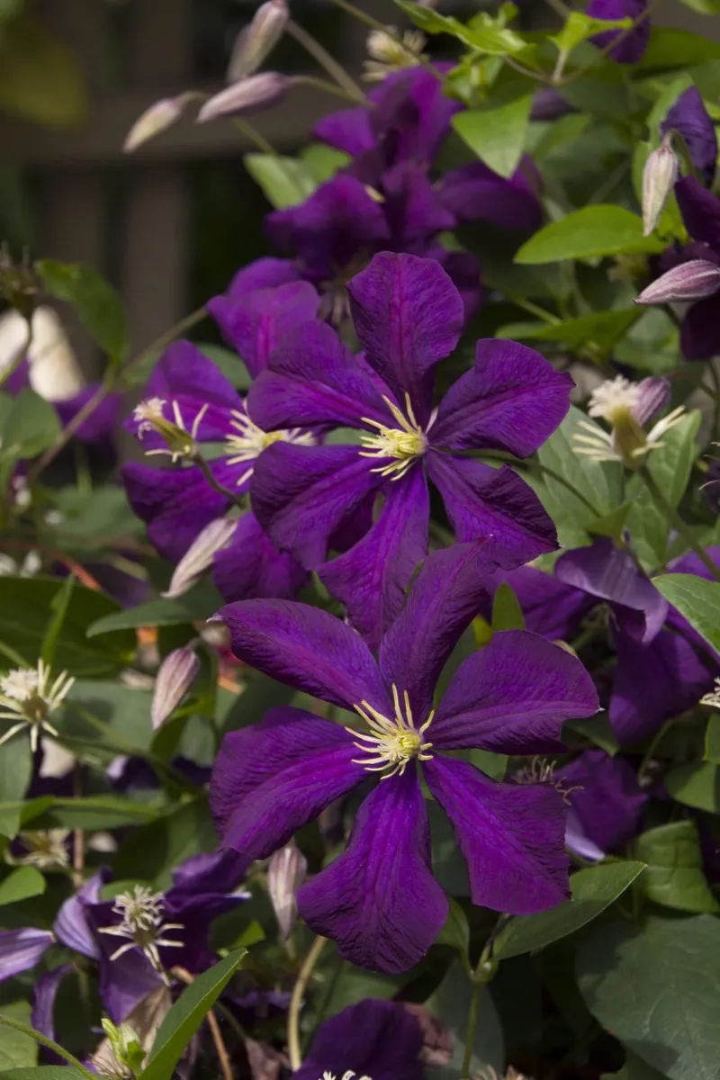 Summer-Blooming Varieties Benefit Most