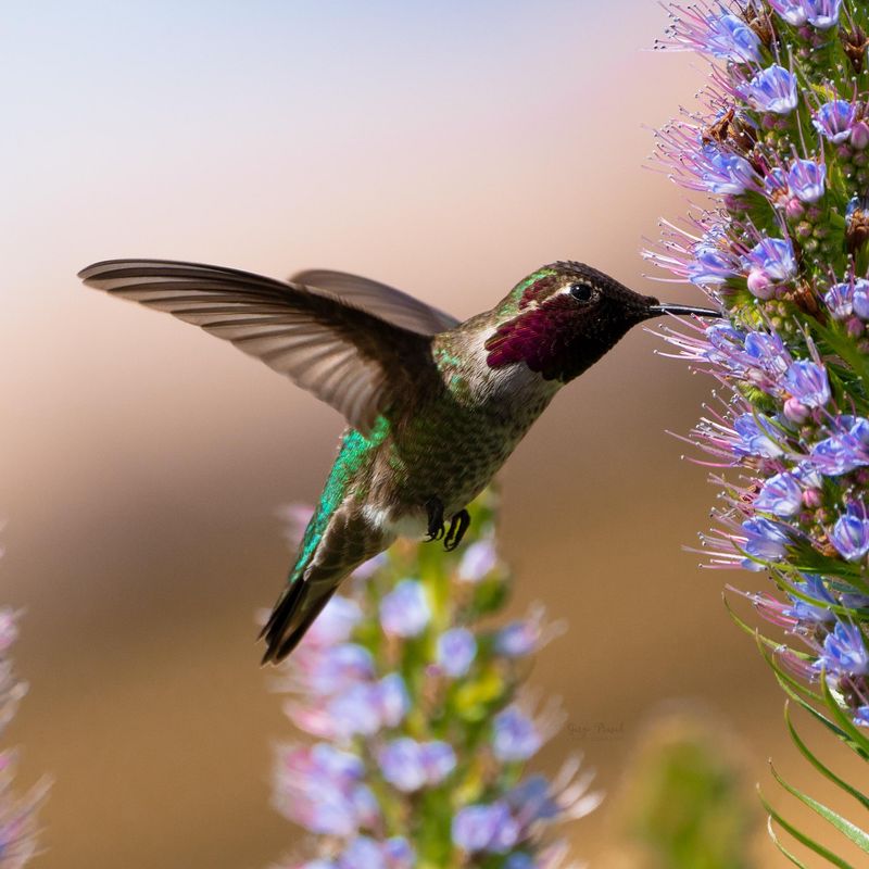 Pesticide Use Driving Birds Away