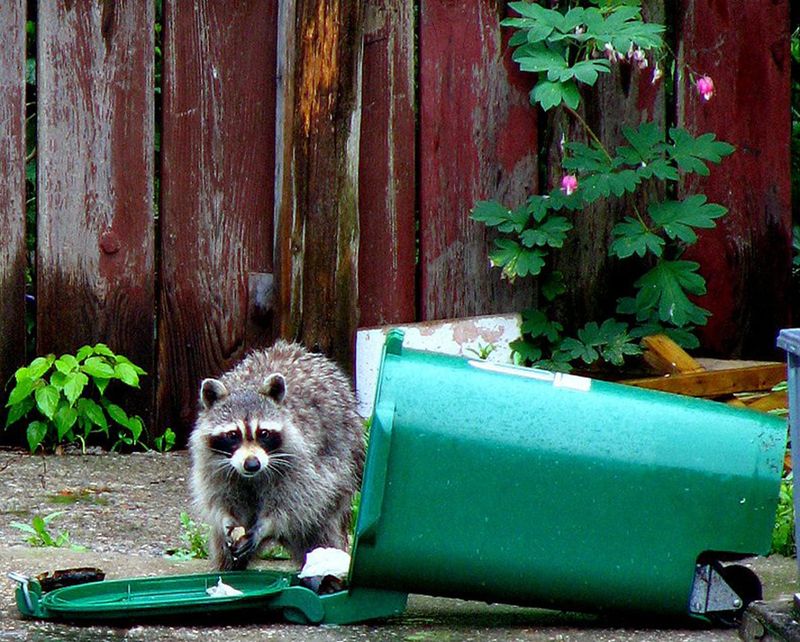 Unwelcome Pests Making Themselves at Home