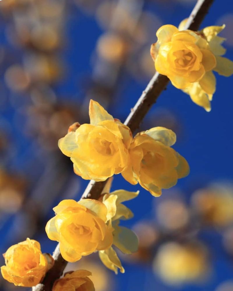 December's Wintersweet Wonder