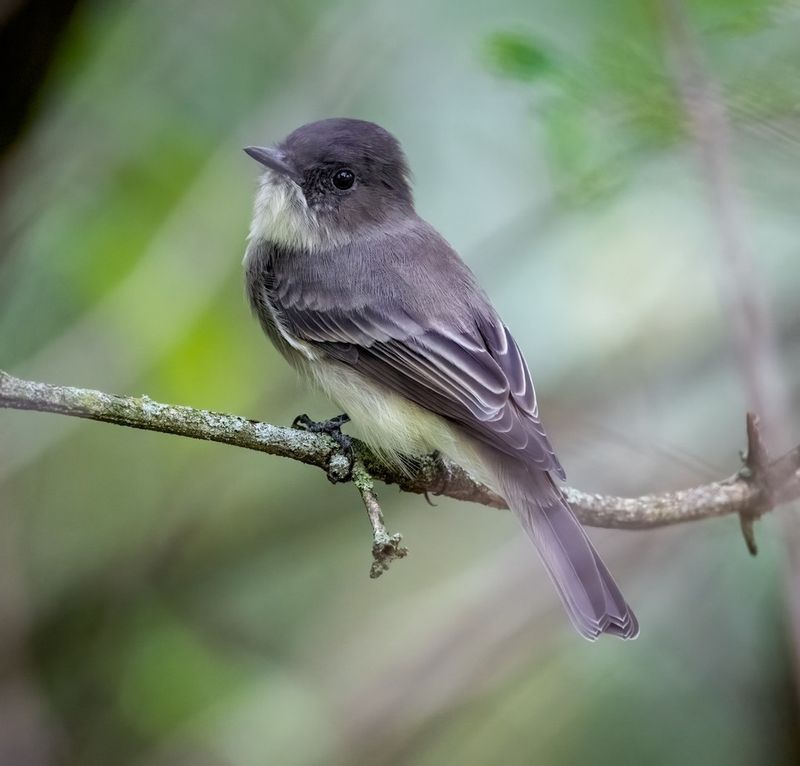 Eastern Phoebes