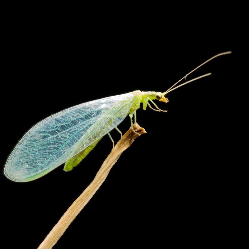 Lacewings