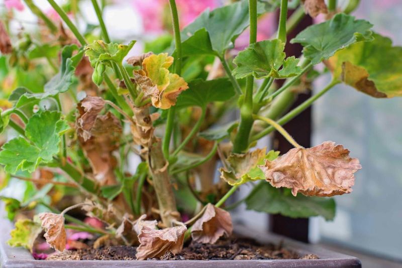 Underwatering Stress