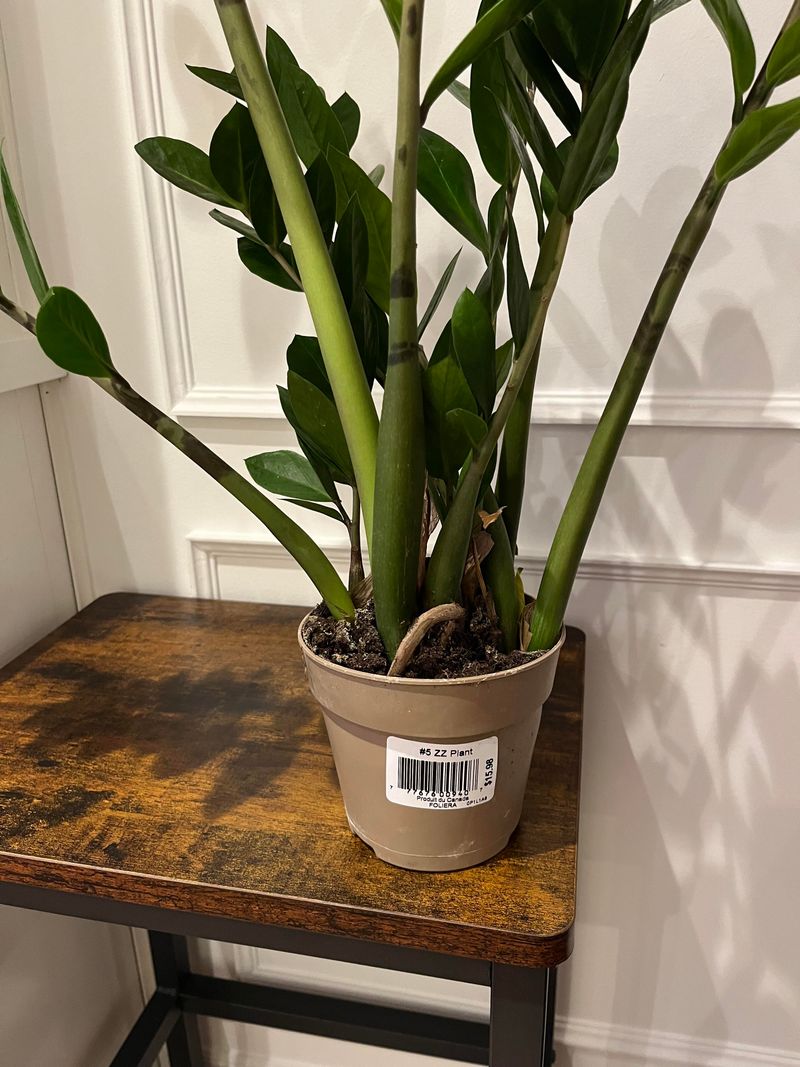 Improper Potting Mix