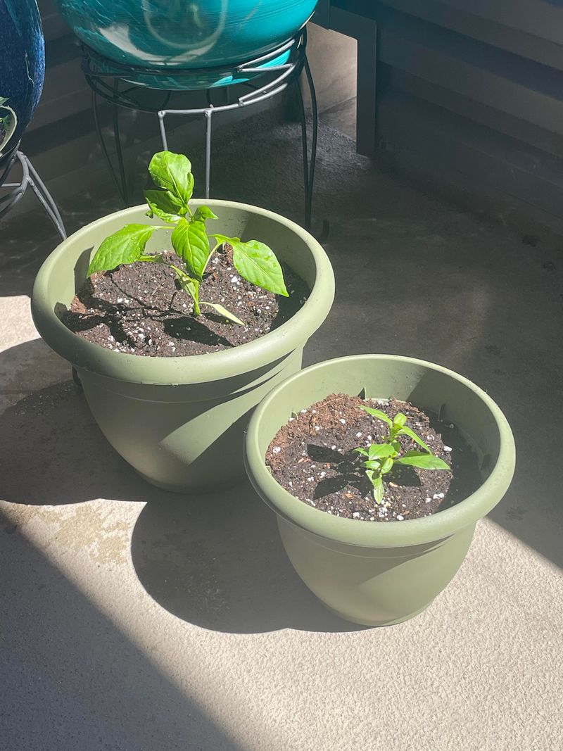 Proper Container Size