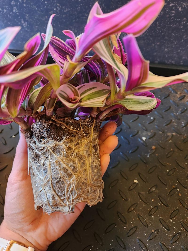 Rootbound Restrictions