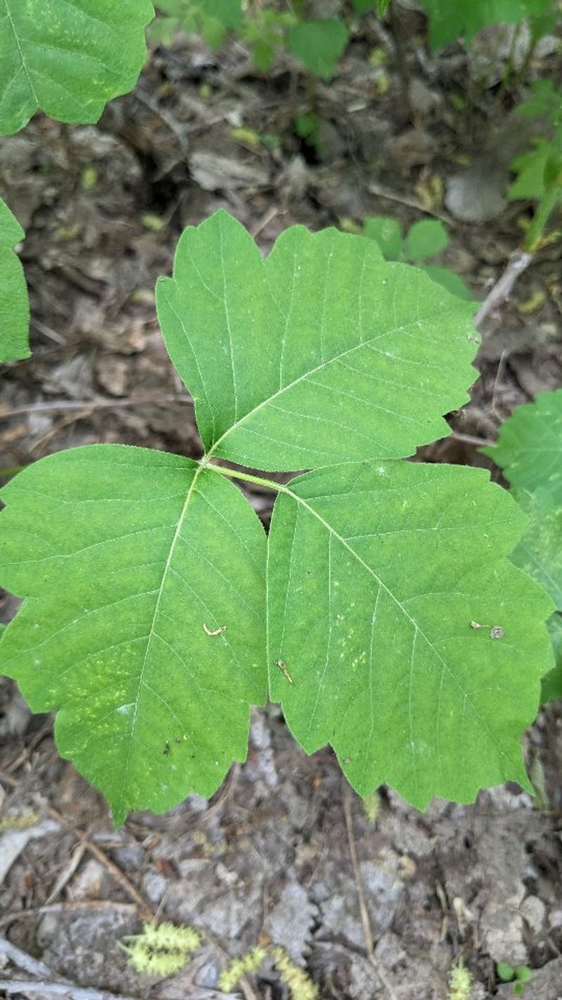 Poison Ivy (Toxicodendron radicans)