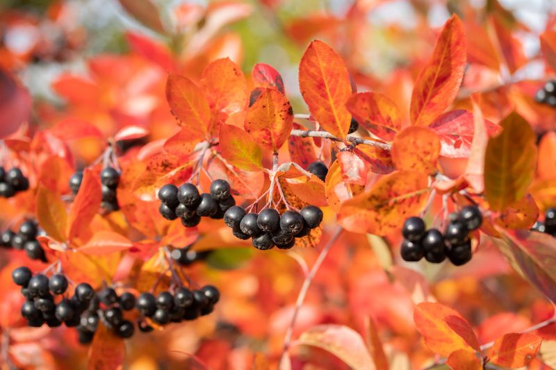 Chokeberry (Aronia)