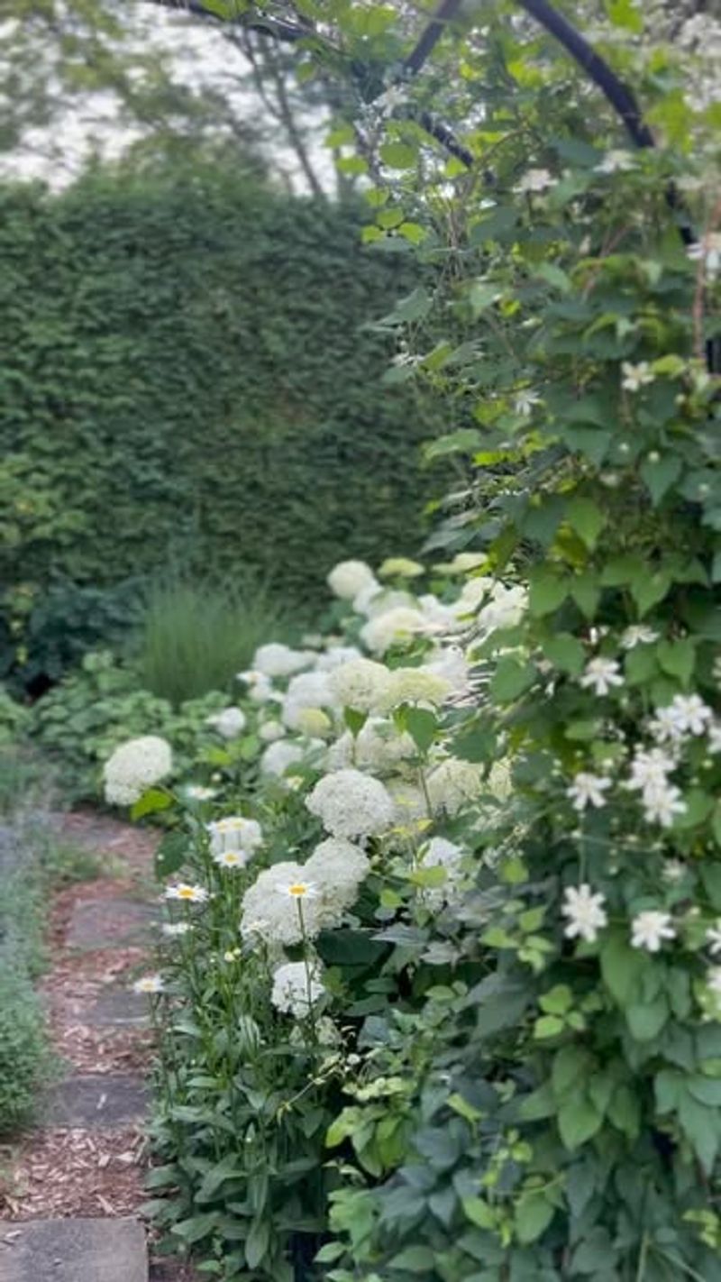 Annabelle Hydrangea
