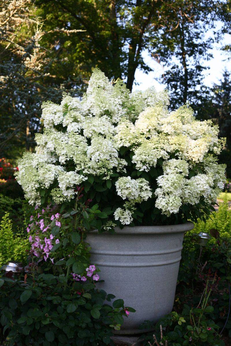 Bobo Hydrangea