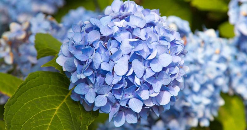 Bigleaf Hydrangeas - Blue and Pink Showstoppers