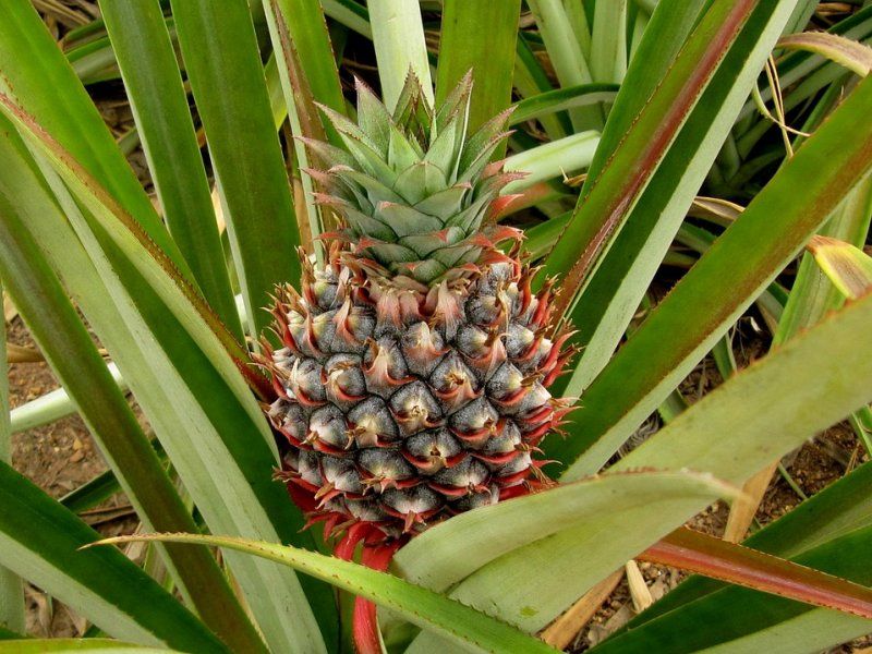 Feel the Spines on the Leaves