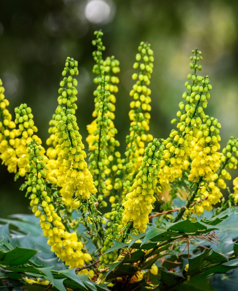 November's Mahonia Surprise