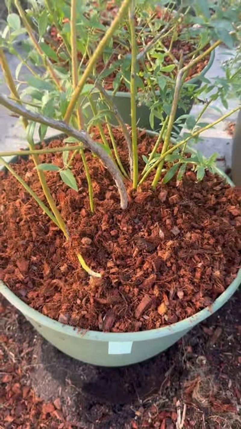 Creates Beautiful Dark Compost