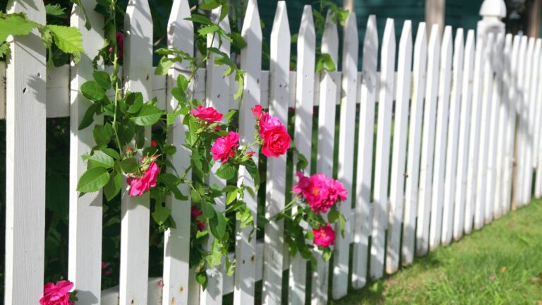 roses along a fence