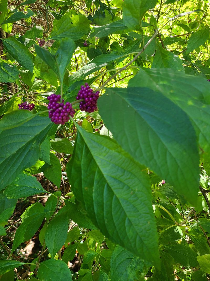 Plant Berry-Producing Shrubs And Trees