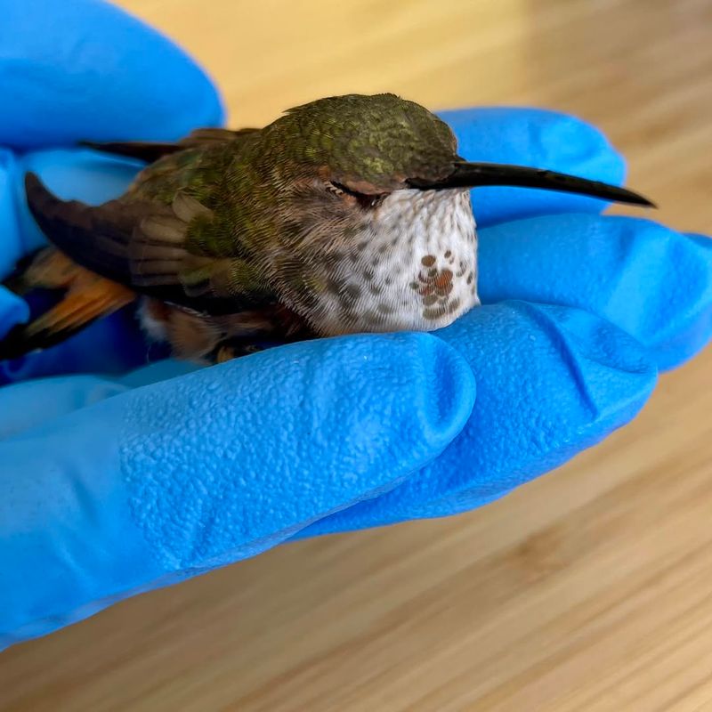 Contact A Wildlife Rehabilitator Immediately