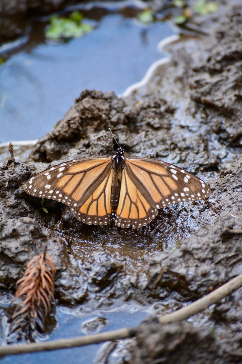 Create Butterfly Puddles
