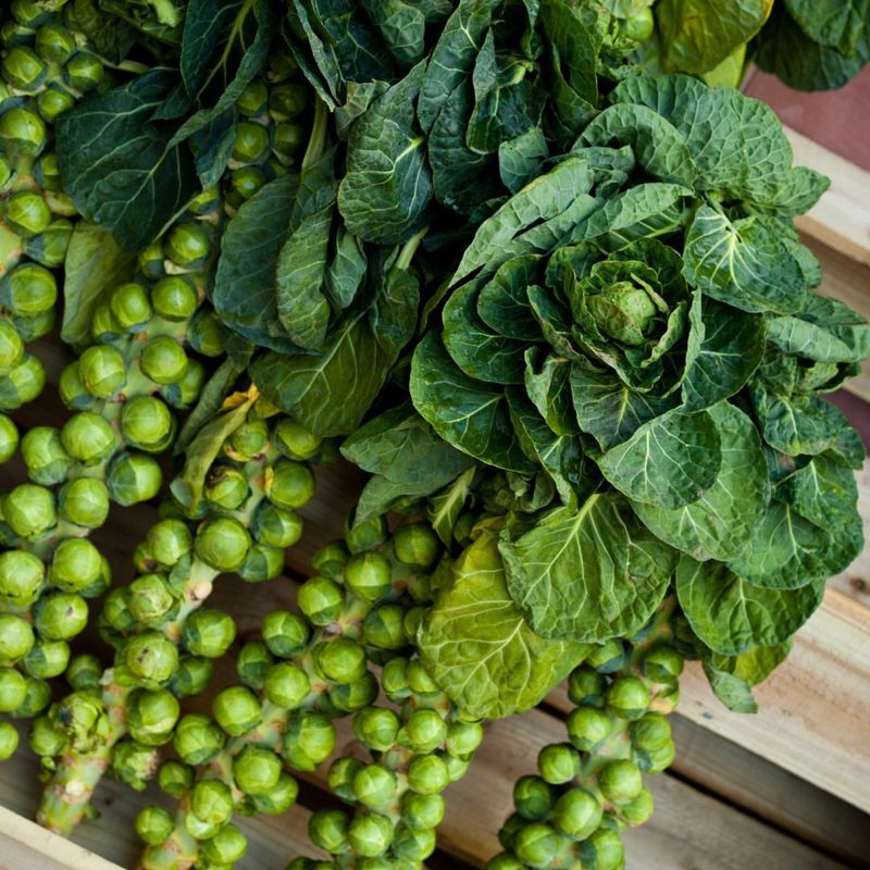 Brussels Sprouts: Stability Challenges