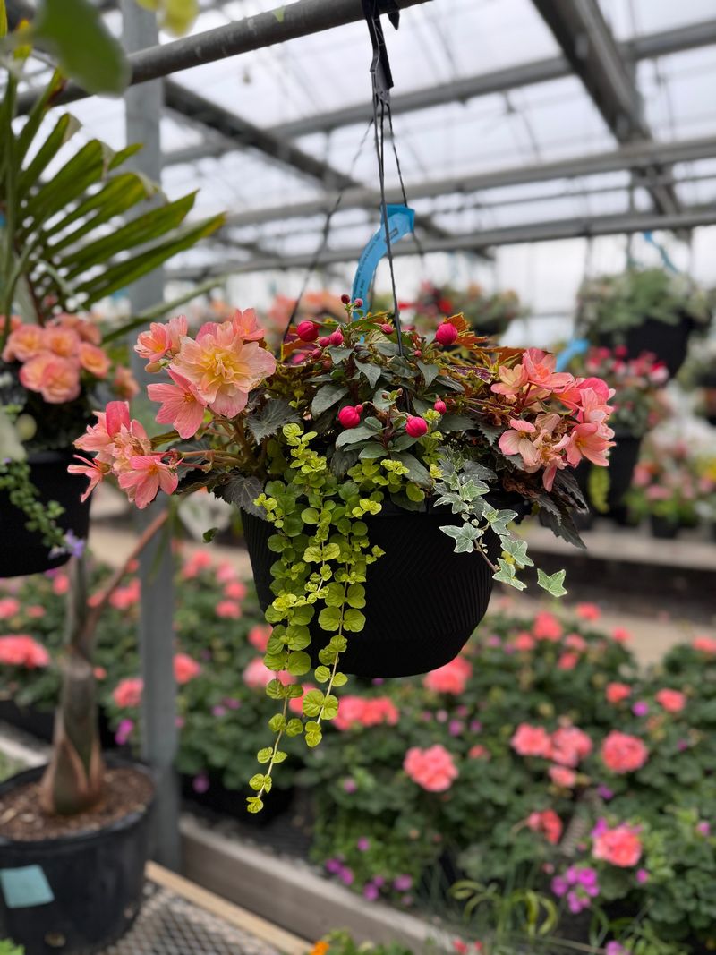 Hanging Baskets