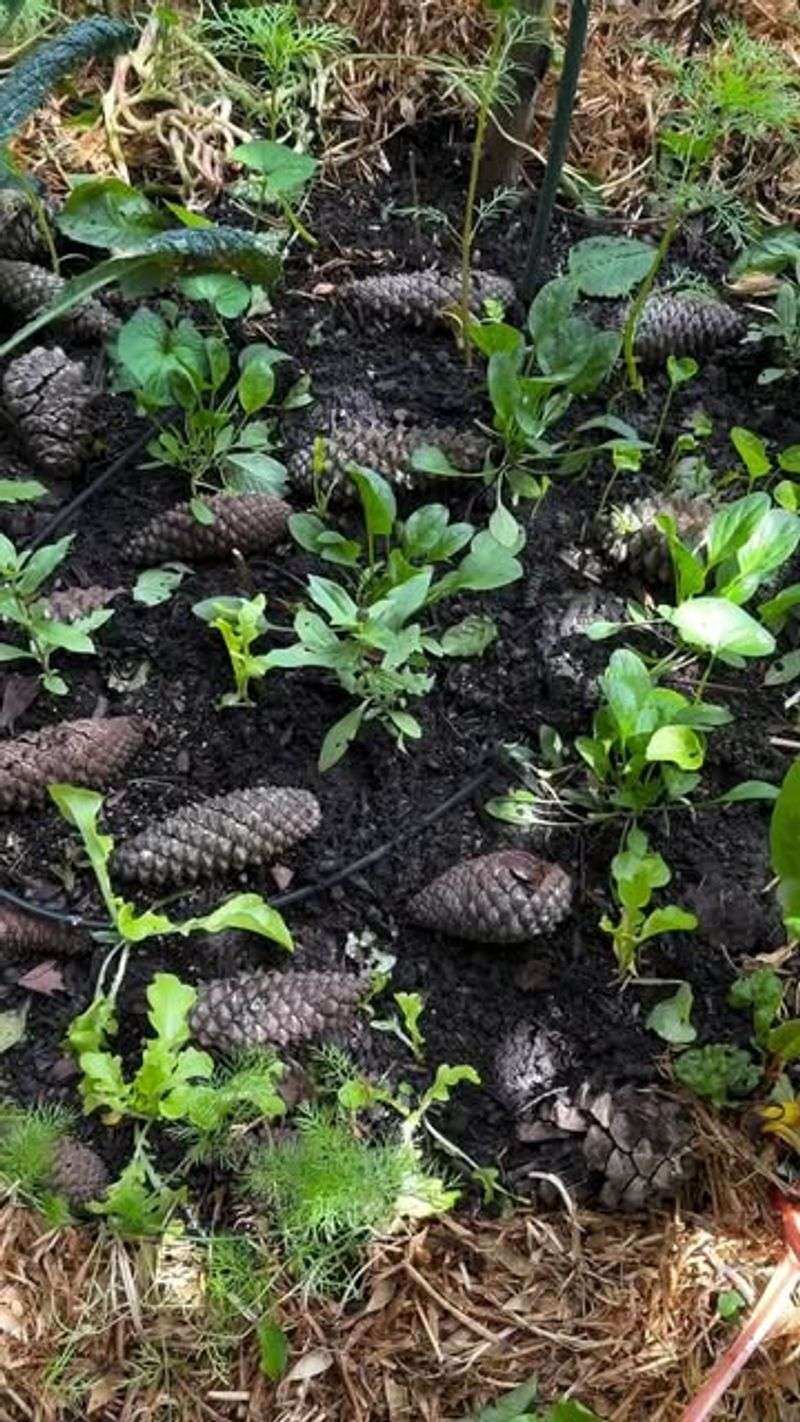 Pinecones