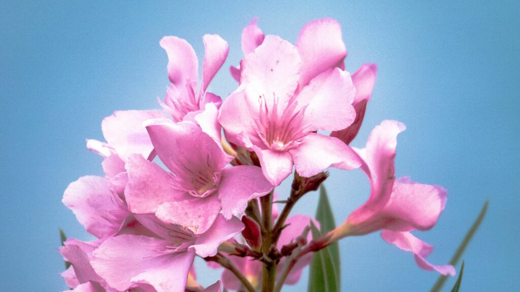 Oleander