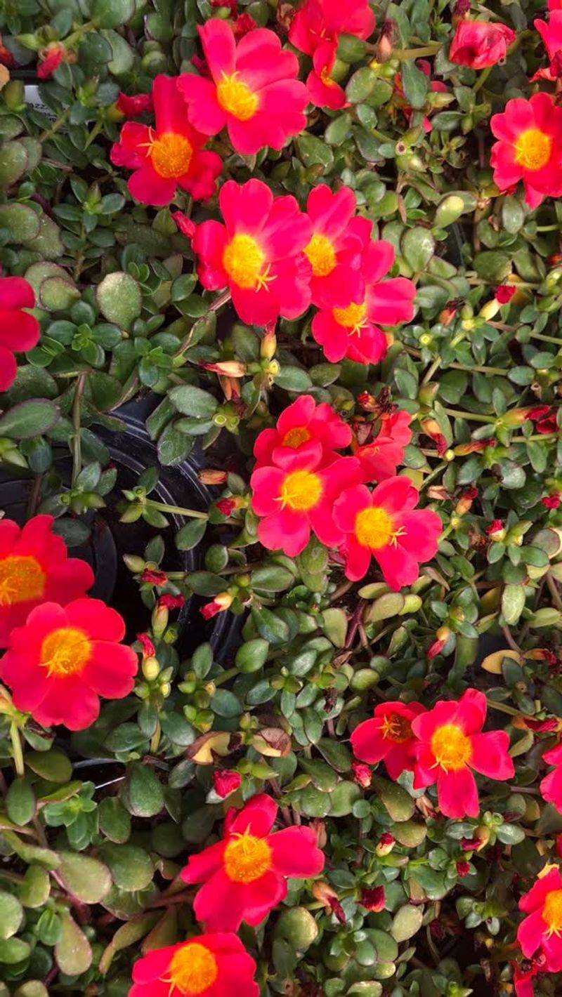 Portulaca