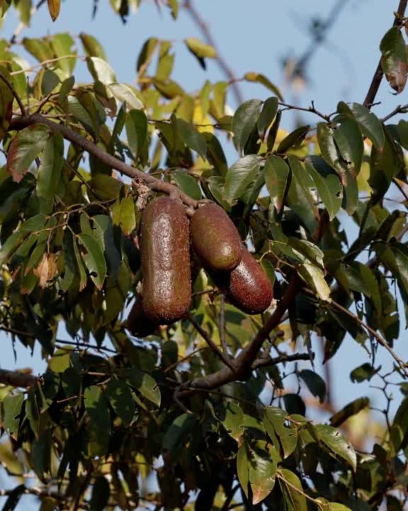 Manchineel: The Little Apple Of Death