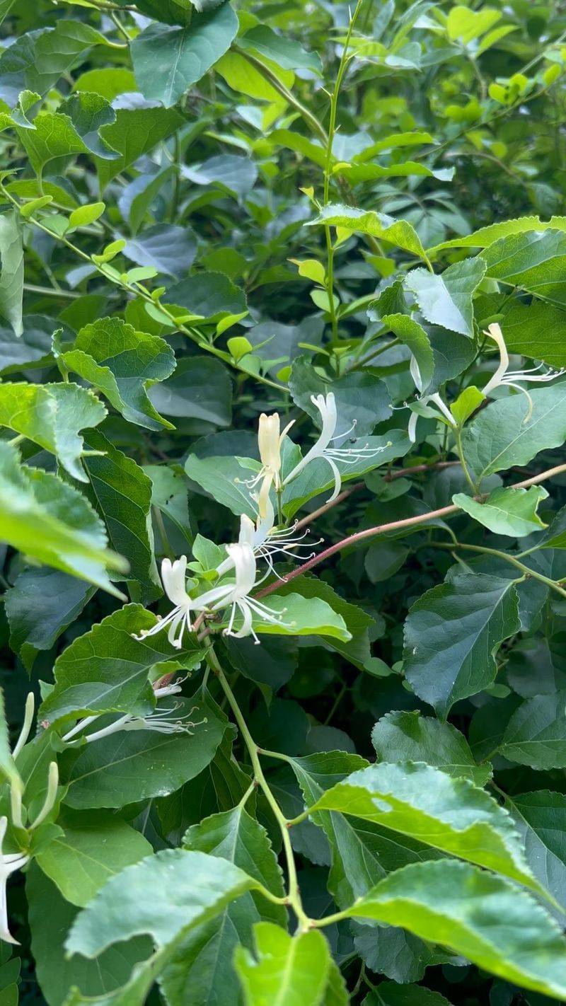 Honeysuckle Wood