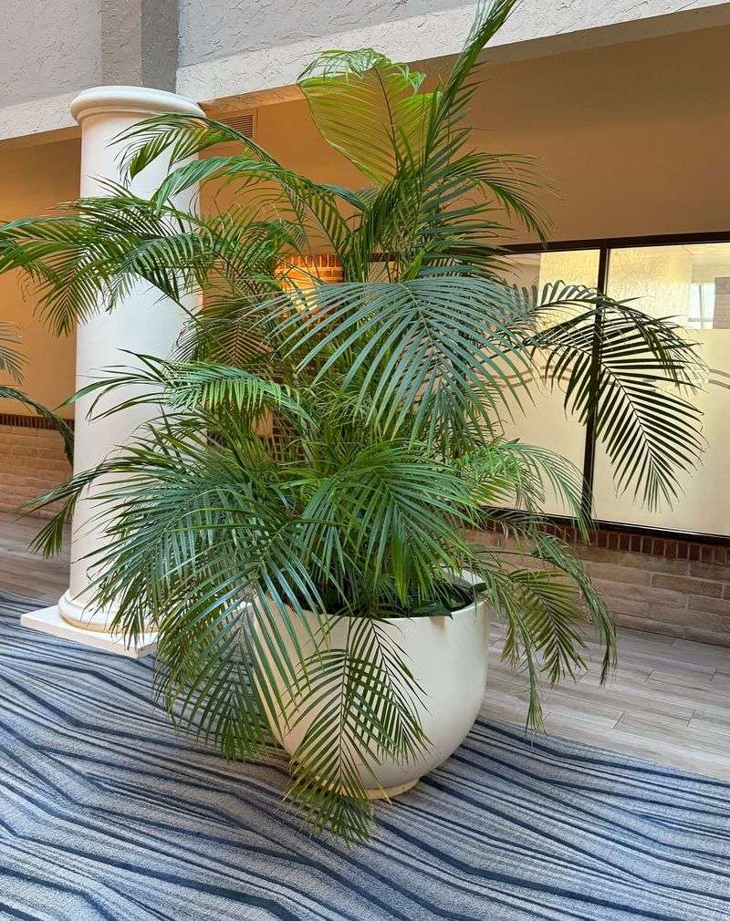 Bamboo Palm