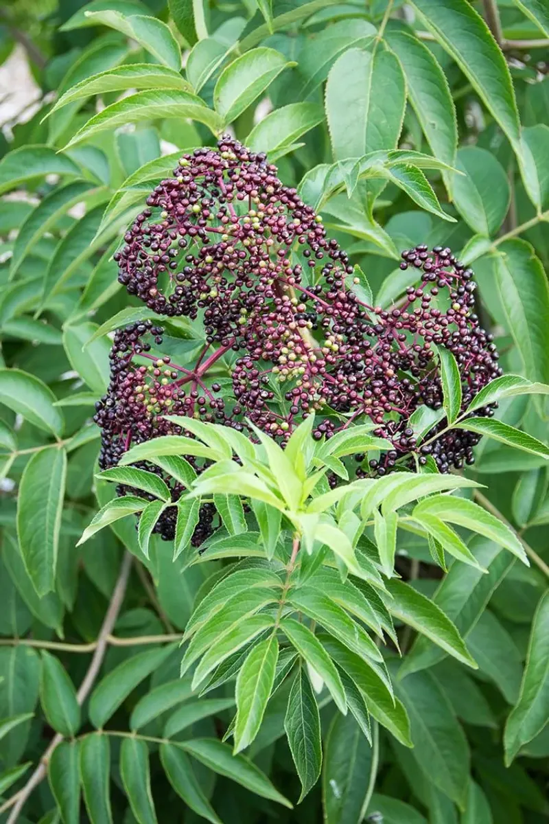 Elderberry: Small Tree with Mighty Deer Appeal