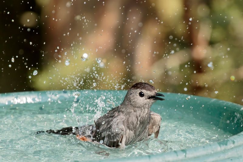 Adding Bleach Keeps Water Fresher Longer