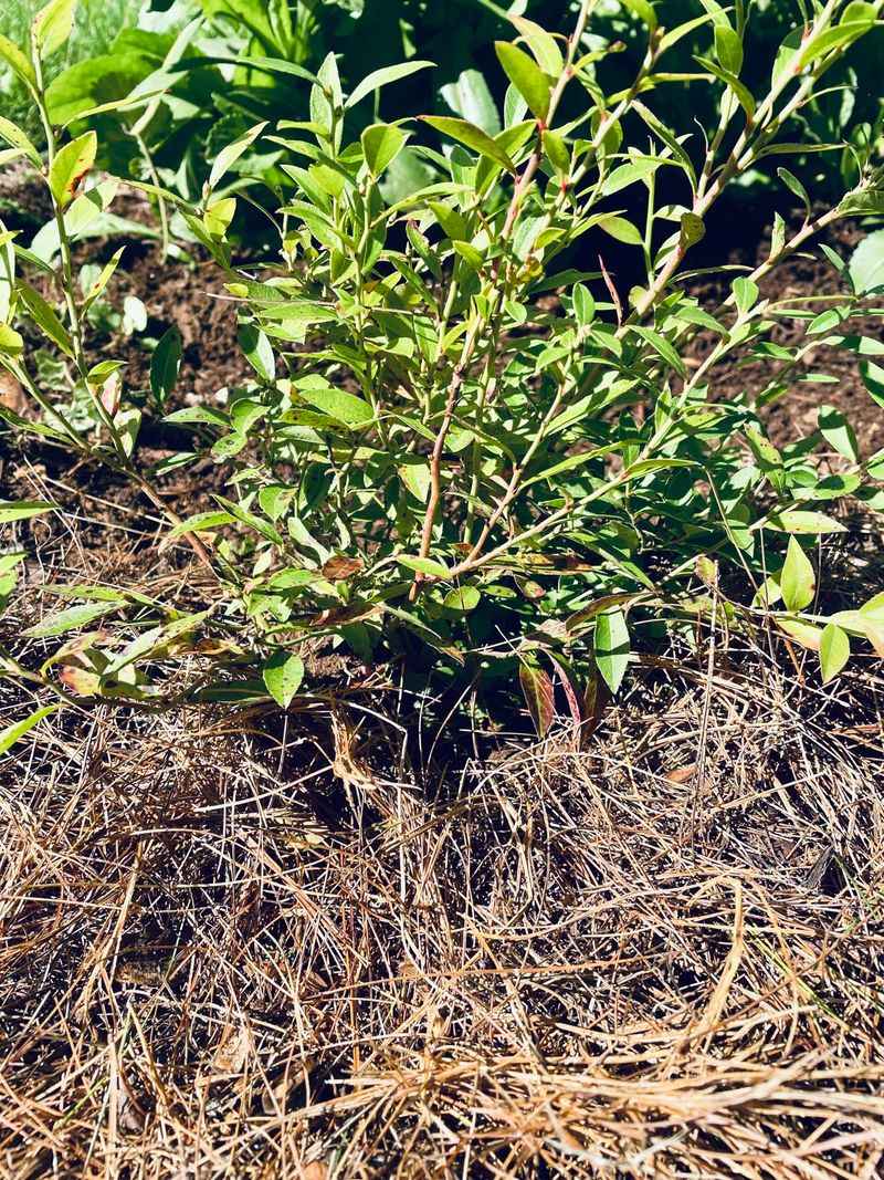 Pine Needle Mulch For Acid-Lovers