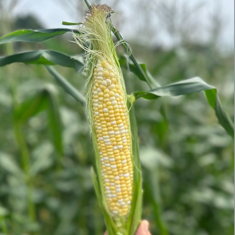Sweet Corn