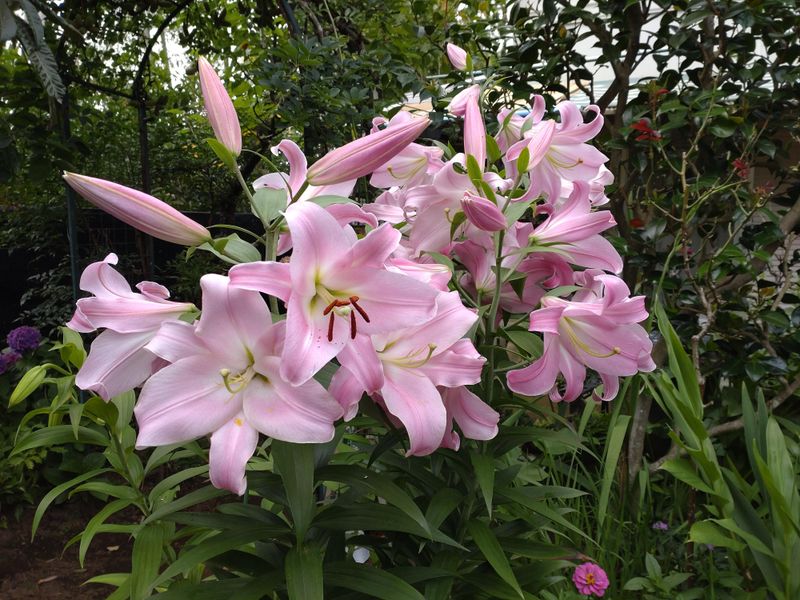 Pink Agapanthus