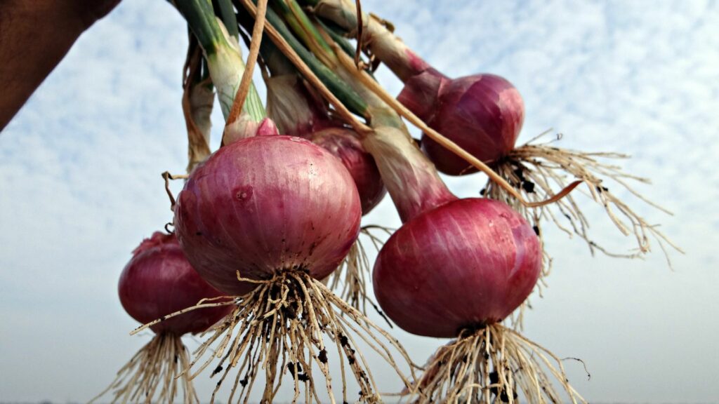 Onions
