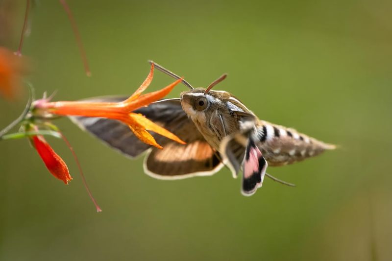 Sphinx Moths