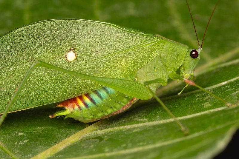 Katydid