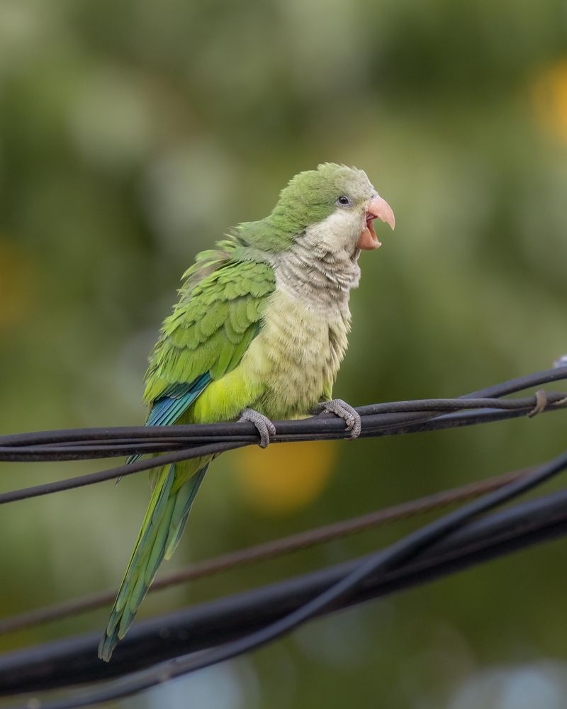 Monk Parakeets: Colorful City Colonists
