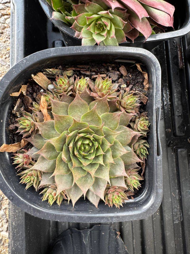 Perfect Soil Mix