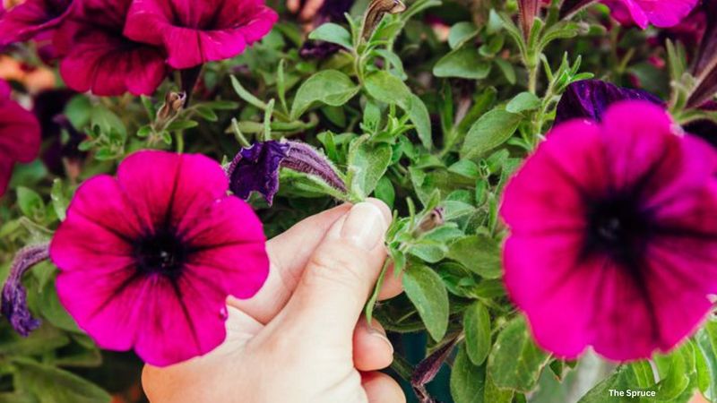 Refresh Mid-Season For Fall Blooms