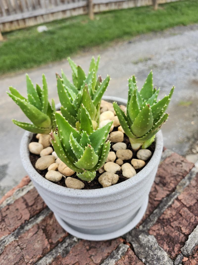 Use Well-Draining Soil Mix
