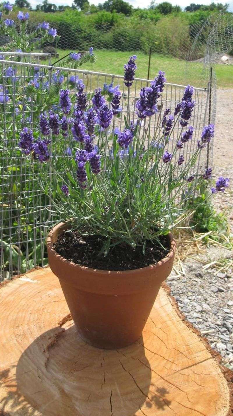 Companion Planting