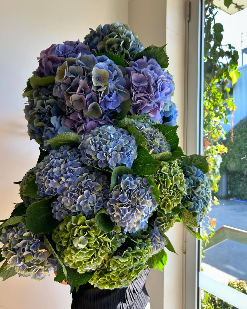 Hydrangeas