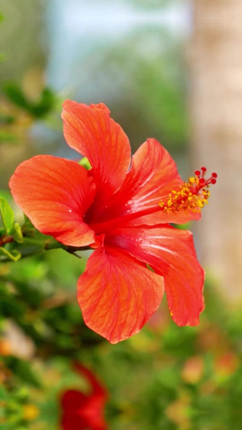 Hibiscus