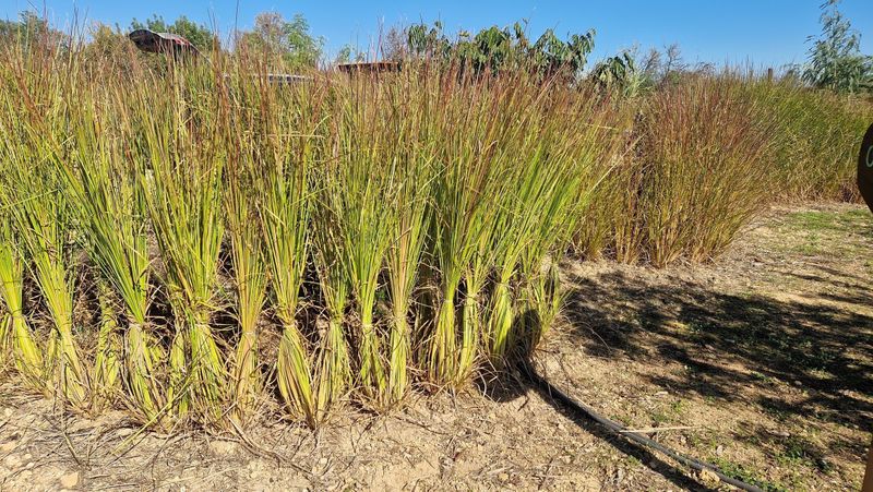 Vetiver Grass