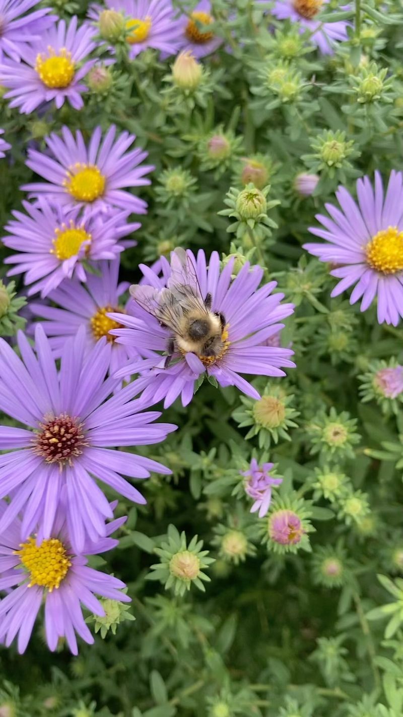 Asters